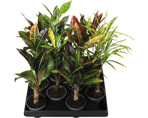 Mélange de plantes Croton (Codiaeum variegatum) avec des feuilles de différentes formes et motifs dans un plateau de culture.