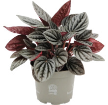 Peperomia caperata poivre nain dans un pot en plastique beige avec des feuilles à motifs argentés et verts et un revers rouge.