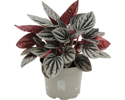 Peperomia caperata poivre nain dans un pot en plastique beige avec des feuilles à motifs argentés et verts et un revers rouge.