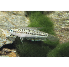 Gourami grognneur nain Trichopsis pumila dans un aquarium avec des pierres et de la mousse.