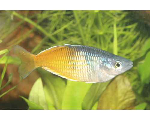 Harlekin-Regenbogenfisch Melanotaenia boesemani schwimmend in einem bepflanzten Aquarium.