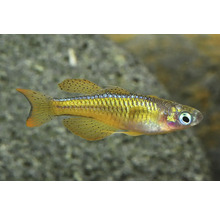 Blauaugen-Zierfisch mit gelben, schwarz gepunkteten Flossen und schillerndem Körper.