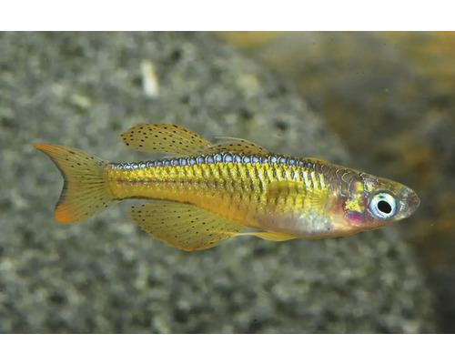 Poisson d'ornement à yeux bleus avec nageoires jaunes pointillées de noir et corps iridescent.
