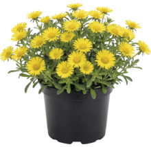 Gelb blühender Goldtaler in einem schwarzen Kunststofftopf.