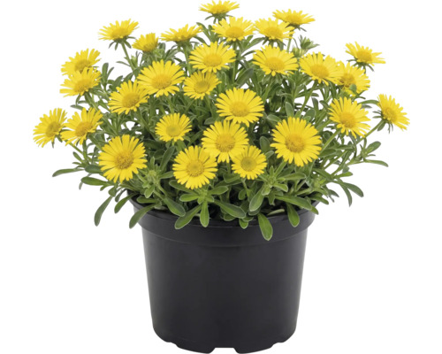 Gelb blühender Goldtaler in einem schwarzen Kunststofftopf.