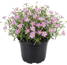 Rosafarbenes Schleierkraut Gypsophila muralis in einem schwarzen Kunststofftopf.