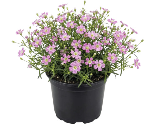 Rosafarbenes Schleierkraut Gypsophila muralis in einem schwarzen Kunststofftopf.