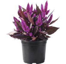 Célosie argentea avec fleurs violettes et feuilles sombres dans un pot en plastique noir.