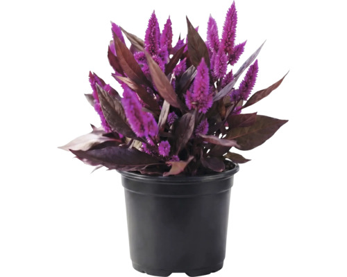 Célosie argentea avec fleurs violettes et feuilles sombres dans un pot en plastique noir.