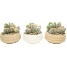 Mélange de cactus dans des pots ronds en céramique avec gravier décoratif, diverses variétés comme des opuntias et des cactus boules.