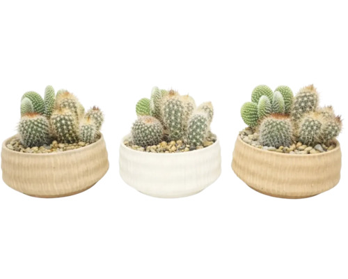 Mélange de cactus dans des pots ronds en céramique avec gravier décoratif, diverses variétés comme des opuntias et des cactus boules.