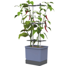 Plant de piment dans un pot rectangulaire avec un support de croissance à trois niveaux en métal et plastique.