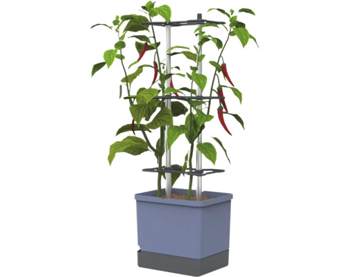 Plant de piment dans un pot rectangulaire avec un support de croissance à trois niveaux en métal et plastique.
