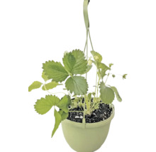 Plant de fraisier dans une suspension avec des feuilles vertes et de petits fruits.