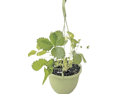 Plant de fraisier dans une suspension avec des feuilles vertes et de petits fruits.