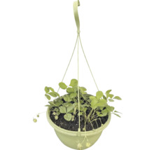 Plant de fraisier dans un pot suspendu en plastique avec suspension.