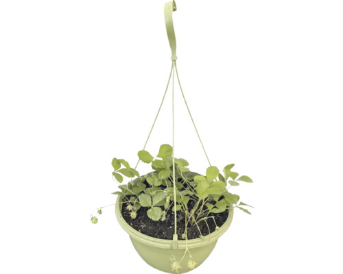 Plant de fraisier dans un pot suspendu en plastique avec suspension.