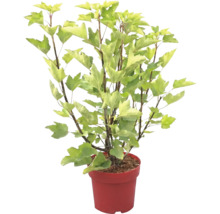 Plante de jardin avec feuilles lobées vert clair dans un pot à fleurs rouge.