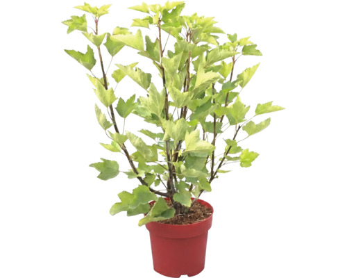 Plante de jardin avec feuilles lobées vert clair dans un pot à fleurs rouge.