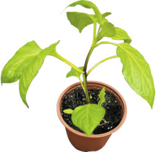 Jeune plant de poivron dans un pot en plastique rond.