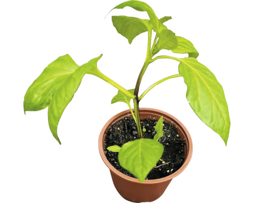 Jeune plant de poivron dans un pot en plastique rond.