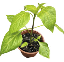 Jeune plant de légume aux grandes feuilles vertes dans un pot en plastique brun avec du terreau.