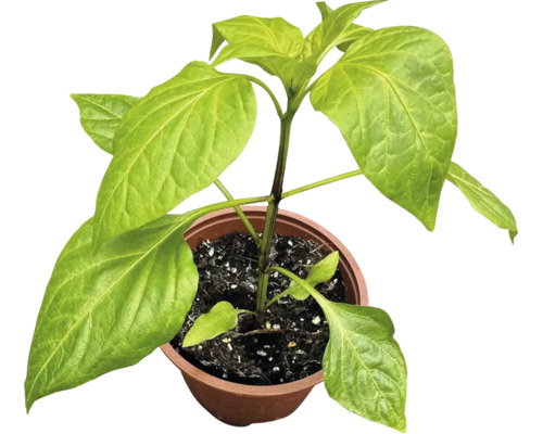 Jeune plant de légume aux grandes feuilles vertes dans un pot en plastique brun avec du terreau.