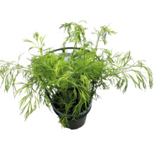 Plante d'aneth avec des feuilles vertes finement pennées dans un pot en plastique noir.