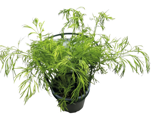 Plante d'aneth avec des feuilles vertes finement pennées dans un pot en plastique noir.