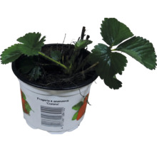 Fraisier Fragaria x ananassa Corona dans un pot en plastique blanc avec des feuilles vertes.