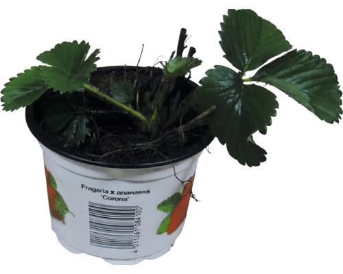 Fraisier Fragaria x ananassa Corona dans un pot en plastique blanc avec des feuilles vertes.