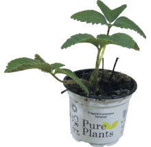 Fraisier Fragaria x ananassa Honeoye en pot