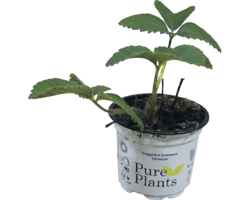 Fraisier Fragaria x ananassa Honeoye en pot