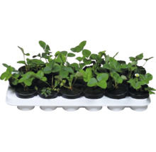 Plants de fraisiers en pots noirs sur un plateau de transport blanc.