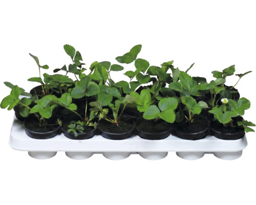 Plants de fraisiers en pots noirs sur un plateau de transport blanc.