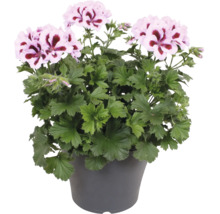 Géranium des fleuristes avec des fleurs rose et blanc et un centre sombre dans un pot en plastique gris.
