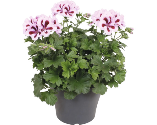 Géranium des fleuristes avec des fleurs rose et blanc et un centre sombre dans un pot en plastique gris.