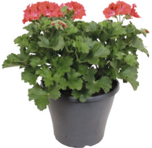 Géranium Pelargonium zonale en fleurs avec des fleurs rouges et des feuilles vertes dans un pot en plastique foncé.