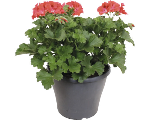 Géranium Pelargonium zonale en fleurs avec des fleurs rouges et des feuilles vertes dans un pot en plastique foncé.