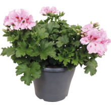 Géranium des fleuristes Pelargonium grandiflorum avec fleurs roses dans un pot gris.