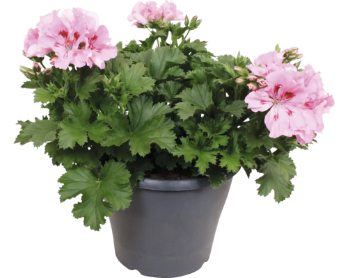 Géranium des fleuristes Pelargonium grandiflorum avec fleurs roses dans un pot gris.