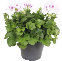Géranium des fleuristes Pelargonium grandiflorum avec des fleurs blanches et roses dans un pot.