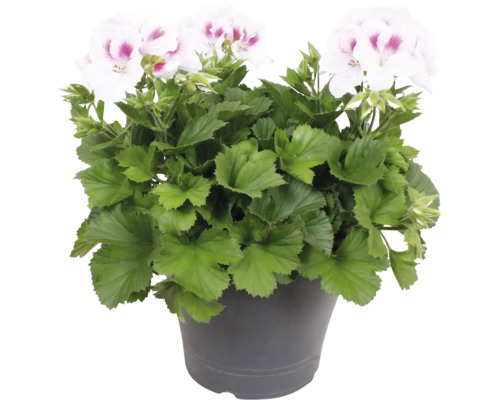 Géranium des fleuristes Pelargonium grandiflorum avec des fleurs blanches et roses dans un pot.