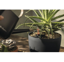 Une plante aloe vera dans un pot gris foncé est arrosée avec un arrosoir noir. Le pot dispose d'un indicateur de niveau d'eau.