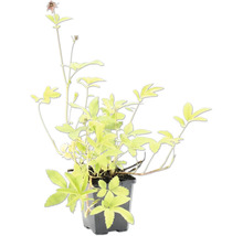 Staude mit hellgrünen Blättern und kleinen rötlichen Blüten in einem schwarzen Kunststofftopf.