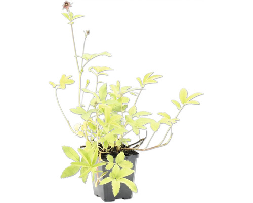 Staude mit hellgrünen Blättern und kleinen rötlichen Blüten in einem schwarzen Kunststofftopf.