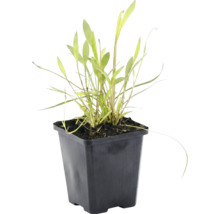 Petite plante verte avec de longues feuilles étroites dans un pot en plastique noir.
