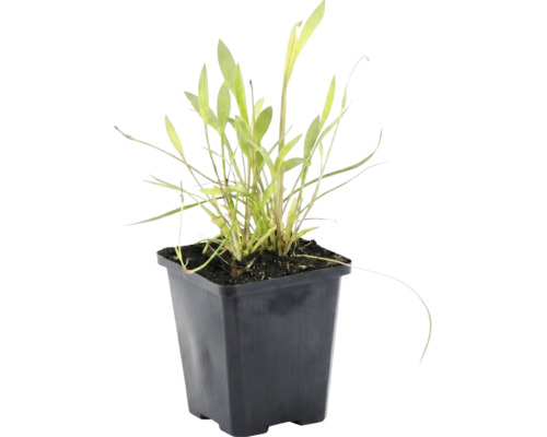 Petite plante verte avec de longues feuilles étroites dans un pot en plastique noir.