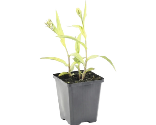 zimmerpflanze kastanienbaum Pachira aquatica (mit geflochtenem Stamm) H:130cm - Pflanzen sicher zu dir  nach Hause