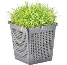 Teichpflanze in einem schwarzen Pflanzkorb aus Kunststoff für Gartenteiche.